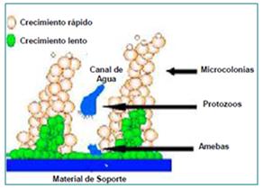 Composición microbiológica de la biopelícula